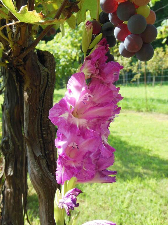 Al Pic De Corone Bed & Breakfast Terzo d' Aquileia Bagian luar foto